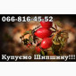 Підприємство закуповує Шипшину оптом!Дорого - фото № 1