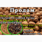 Продам ядро грецького горіха (янтар/темний янтар) Ціна Договірна! Є обєм - фото № 1