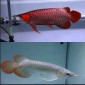 Super red arowana fish and stingray fish for sale - фото № 1