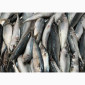 Скумбрія Атлантична оптом. Власний імпорт - фото № 1
