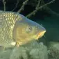 Крупный зарыбок Карпа - фото № 1