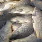Куплю свежую рыбу - фото № 1