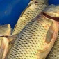 Продаж карпа та інших видів риби оптом - фото № 2