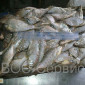 Рыбная компания реализует свежемороженую рыбу оптом - фото № 3