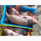 Куплю живую свежую рыбу в Харьковской обл - фото № 4