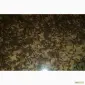 Продам зарыбок осетровых Стерлядь-Бестер и Гибриды - фото № 1