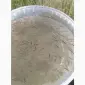Продам малька судака - фото № 1