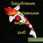 Зарыбление декоративными рыбами для вашего водоема - фото № 1