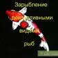 Зарыбление декоративной рыбой - фото № 1