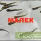 Зарыбление мальком - фото № 1