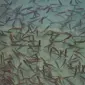 Зарыбление водоемов подрощенной личинкой карпа - фото № 1