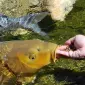Сезонне осіннє зариблення водойм коропом - фото № 1