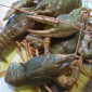 Продам раки оптом - фото № 1
