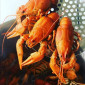 Купим раки оптом - фото № 1