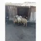 Продам овец на експорт. Від виробника з 100 голів - фото № 2