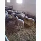 Продаж баранів - фото № 1