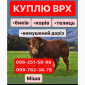 Проводимо Заготівлю куплю Яловичину ВРХ - фото № 1