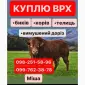 Проводимо Заготівлю куплю Яловичину ВРХ - фото № 1