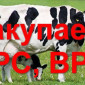 Куплю КРС (Коровы, Быки, Лошади) живым весом, Киевская обл. - фото № 1