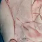 Продам боковое сало - фото № 1