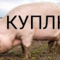 Куплю свиней живым весом - фото № 1