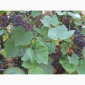 Продам саженцы винограда Американского "Юпитер" бескосточкового - фото № 3