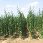 Фруктовые саженцы, виноградные саженцы для виноградников - фото № 5