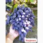 Эталонные саженцы районированных сортов винограда - фото № 2