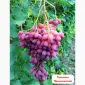 Эталонные саженцы районированных сортов винограда - фото № 4