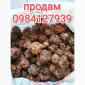 Продам якісний прополіс - фото № 1