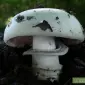 Грибница шампиньона - фото № 2