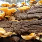 Мицелий (семена грибов) опенка для выращивания грибов в домашних условиях - фото № 1