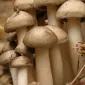 Мицелий (семена грибов) опенка для выращивания грибов в домашних условиях - фото № 3