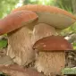 Семена белого гриба - качественный живой мицелий - фото № 1