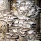 Выращивание вешенки. Мицелий вешенки обыкновенной недорого - фото № 4