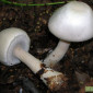 Шампиньон кривой,  отчетливоклубеньковый - фото № 1