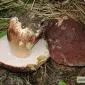 Мицелий белого гриба ЖИВОЙ СВЕЖИЙ - качественный с гарантией - фото № 9