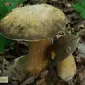 Мицелий белого гриба ЖИВОЙ СВЕЖИЙ - качественный с гарантией - фото № 11