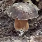 Мицелий белого гриба ЖИВОЙ СВЕЖИЙ - качественный с гарантией - фото № 12