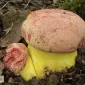 Мицелий белого гриба ЖИВОЙ СВЕЖИЙ - качественный с гарантией - фото № 14