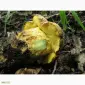 Мицелий белого гриба ЖИВОЙ СВЕЖИЙ - качественный с гарантией - фото № 17