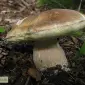 Мицелий белого гриба ЖИВОЙ СВЕЖИЙ - качественный с гарантией - фото № 4