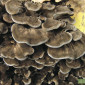 Мицелий мейтаке,  мицелий рейши,  мицелий чаги,  муэра,  шиитаке,  энокитаке - фото № 1