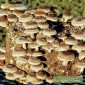 Мицелий мейтаке,  мицелий рейши,  мицелий чаги,  муэра,  шиитаке,  энокитаке - фото № 3