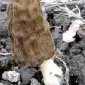Мицелий Сморчок обыкновенный для выращивания грибов на участке высылаю новой почтой - фото № 2