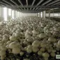 Мицелий шампиньонов зерновой первичный (не пересажен!) высылаю из Киева новой почтой - фото № 11