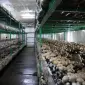 Мицелий шампиньонов зерновой первичный (не пересажен!) высылаю из Киева новой почтой - фото № 3