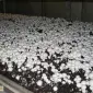 Мицелий шампиньонов зерновой первичный (не пересажен!) высылаю из Киева новой почтой - фото № 8