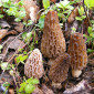 Рассада (мицелий грибов) Сморчок высокий для выращивания грибов в огороде,  саду - фото № 1