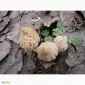 Рассада сморчков - качественный мицелий (семена) Сморчок деликатесный - фото № 4